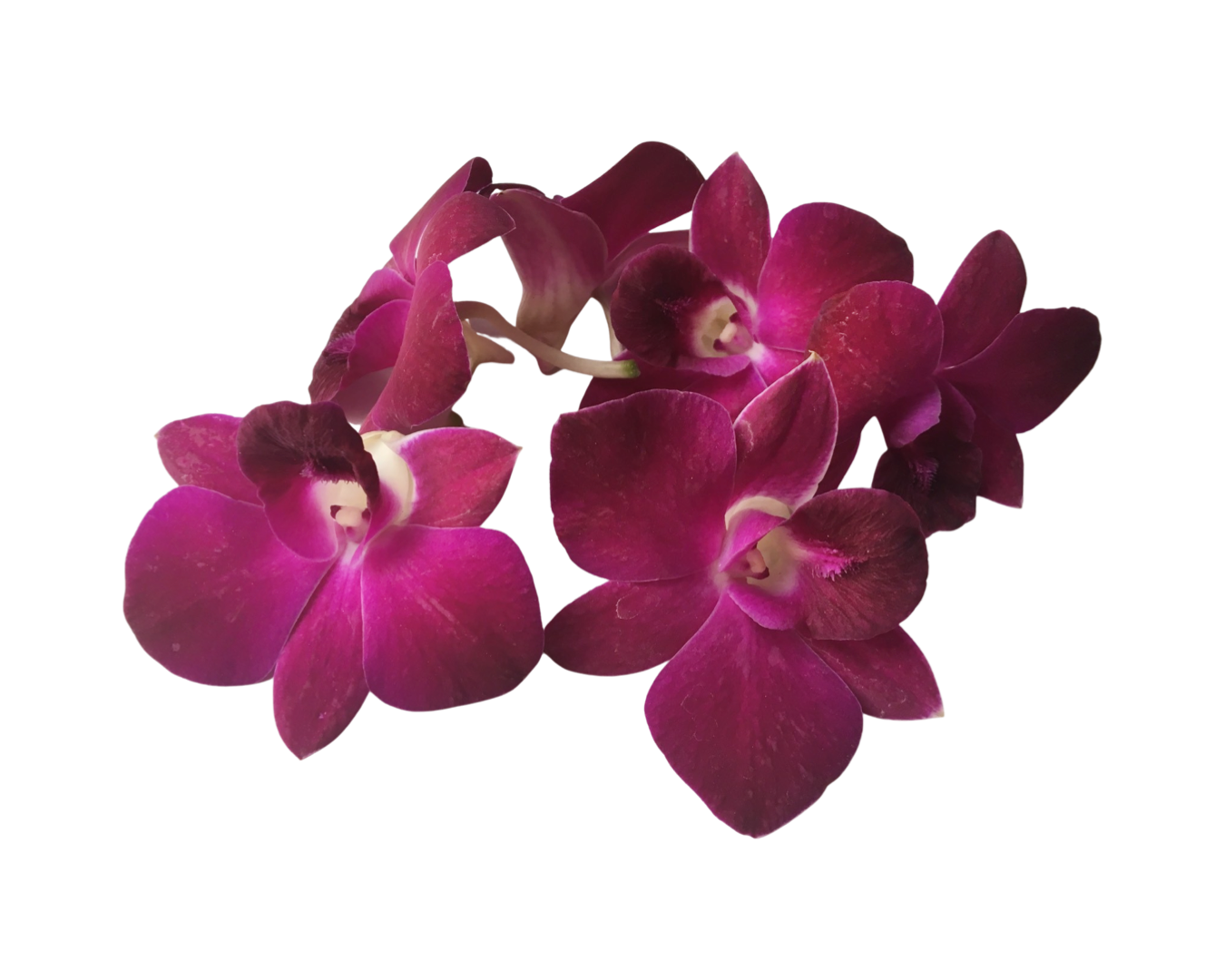 50 Natural Burgundy Orchid Loose Bloom Fresh Cut Flowers Bundle Build A Box