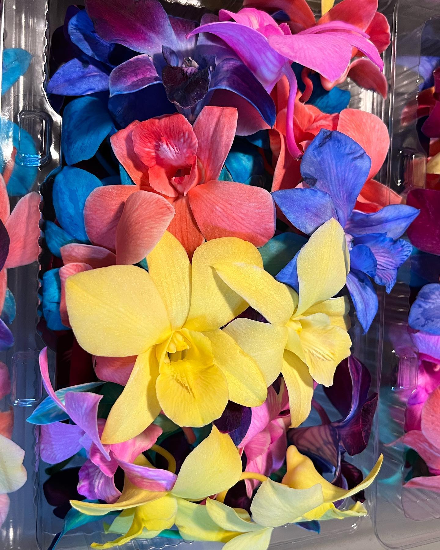 50 All Yellow DYED Orchid Loose Bloom Fresh Cut Flowers Bundle Build A Box