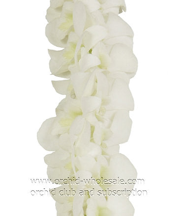 PREBOOK BULK - White DOUBLE Orchid Strand Flower String Dendrobium Fresh Cut Flowers