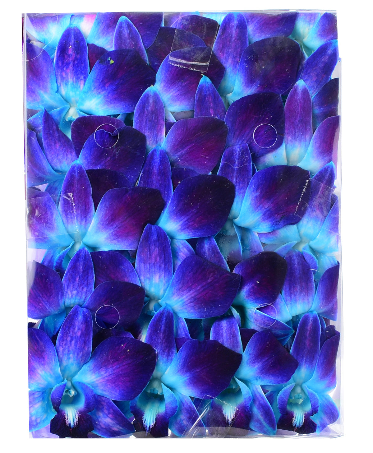 50 Blue DYED Orchid Loose Bloom Fresh Cut Flowers Bundle Build A Box