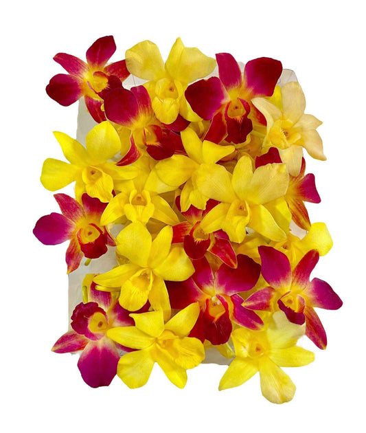 Prebook 100 DUO YELLOW Dyed Fresh Cut Dendrobium Orchid Loose Bloom