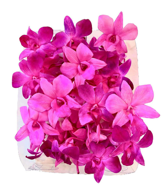 Prebook 100 DUO PINK Dyed Fresh Cut Dendrobium Orchid Loose Bloom