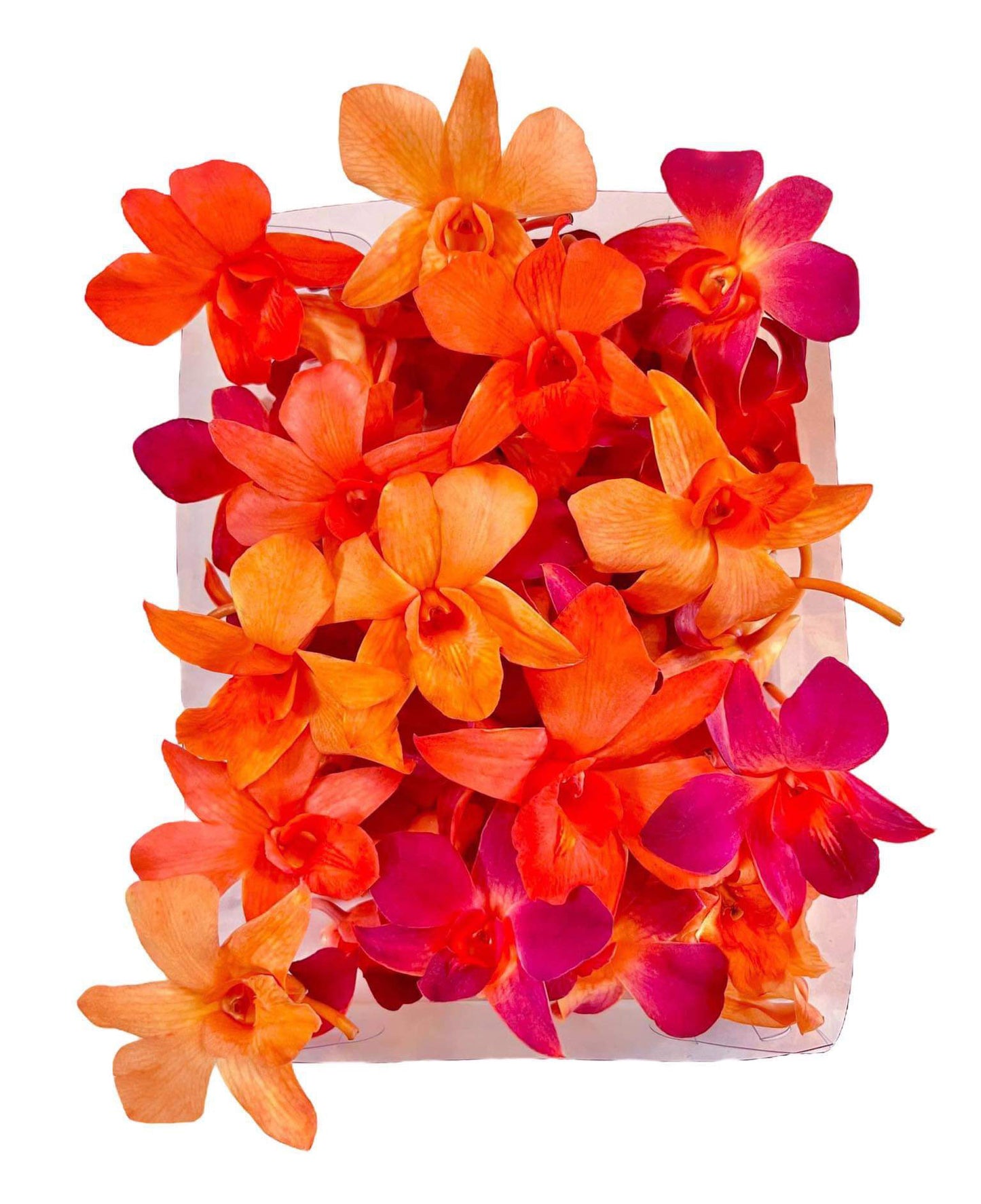 Prebook 100 DUO ORANGE Dyed Fresh Cut Dendrobium Orchid Loose Bloom