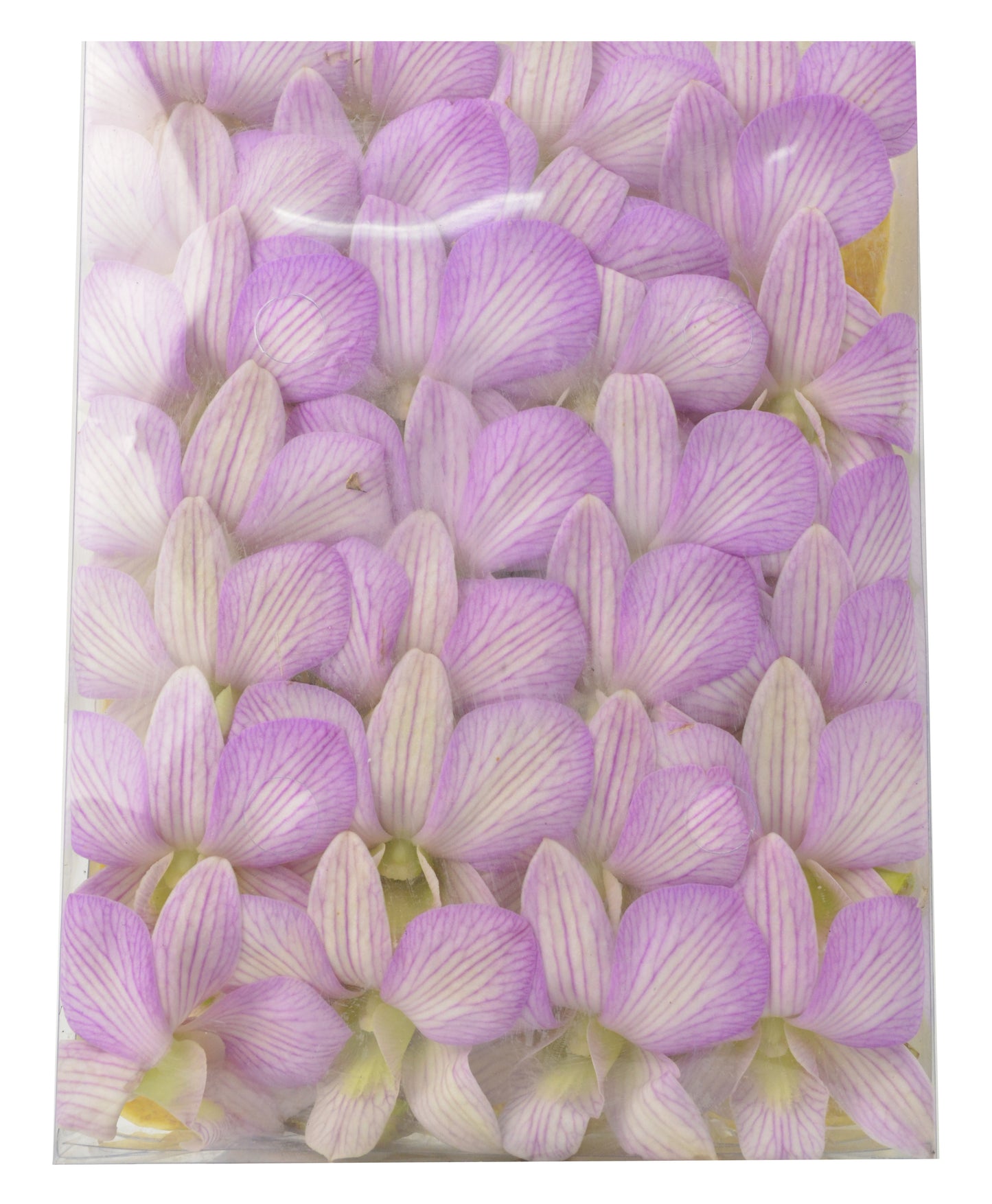50 Novelty Variety "STRIPE" Farm Seasonal Orchid Loose Bloom Fresh Cut Flowers Bundle Build A Box