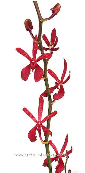 Prebook BULK - Aranthera Anne Black James's Story Azima Fire Orchid Fresh Cut Flowers (NO VASE)
