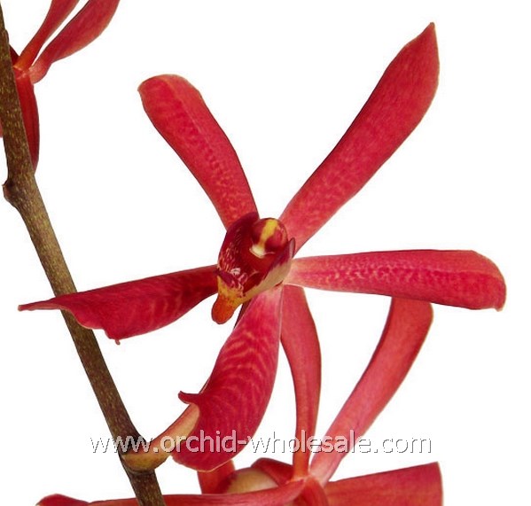Prebook BULK - Aranthera Anne Black James's Story Azima Fire Orchid Fresh Cut Flowers (NO VASE)