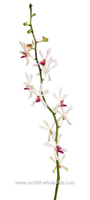 Prebook BULK - Aranthera Orchid White Fresh Cut Flowers (NO VASE)