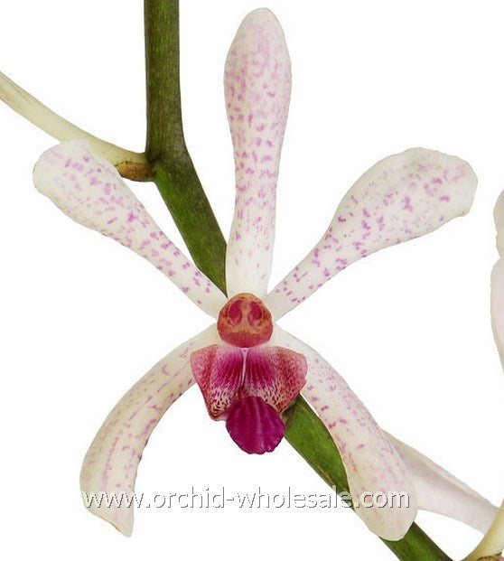 Prebook BULK - Aranthera Orchid White Fresh Cut Flowers (NO VASE)