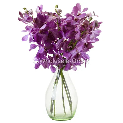 Prebook BULK - Purple Norah Blue Mokara Orchid Fresh Cut Flowers (NO VASE)