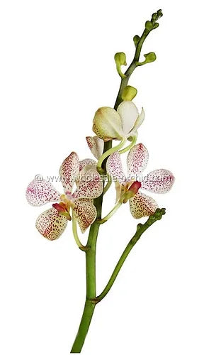 Prebook BULK - White Mokara Orchid Fresh Cut Flowers (NO VASE)