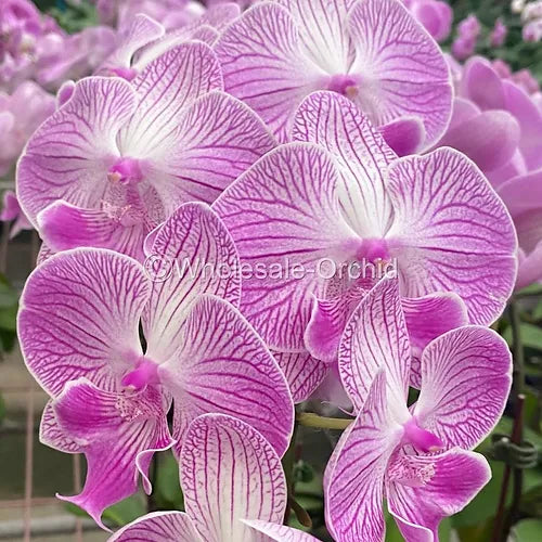 Prebook BULK - Pink STRIPE Phalaenopsis Orchid Fresh Cut Flowers