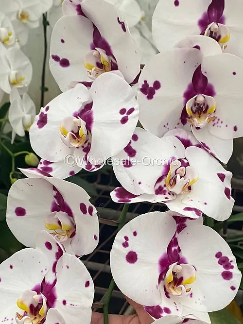 Prebook BULK - WHITE Haelequin Phalaenopsis Spotted Orchid Fresh Cut Flowers