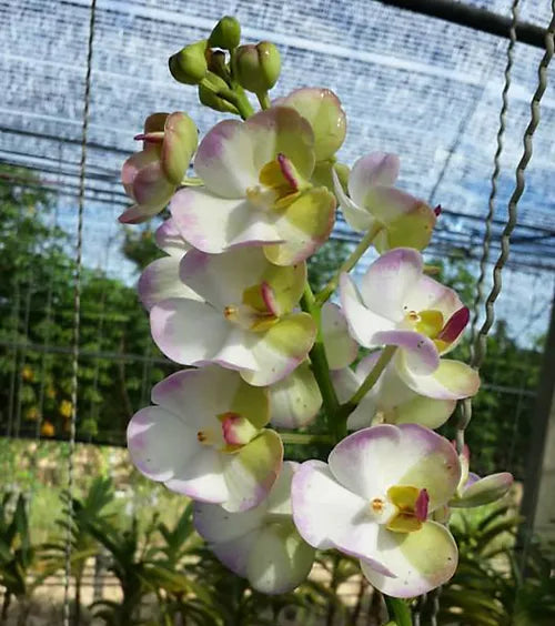 Ascocenda White Orchid (Mini Vanda) Fresh Cut Flowers