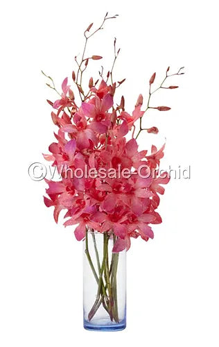 Prebook BULK - Red DYED-Misteen Miss Teen Dendrobium Orchid Fresh Cut Flowers (NO VASE)