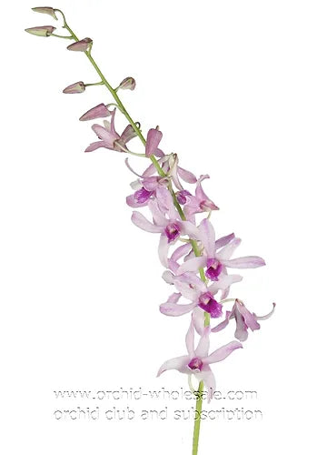Prebook BULK - White Two Tone Dendrobium White Two Tone Orchid Fresh Cut Flowers (NO VASE)