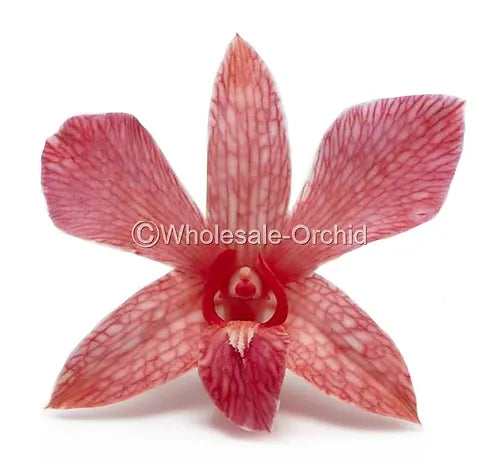 Prebook BULK - Red DYED-Misteen Miss Teen Dendrobium Orchid Fresh Cut Flowers (NO VASE)