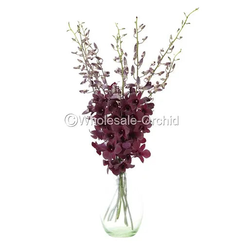 Prebook BULK - Dendrobium Black & Plum Eggplant Orchid Fresh Cut Flowers (NO VASE)