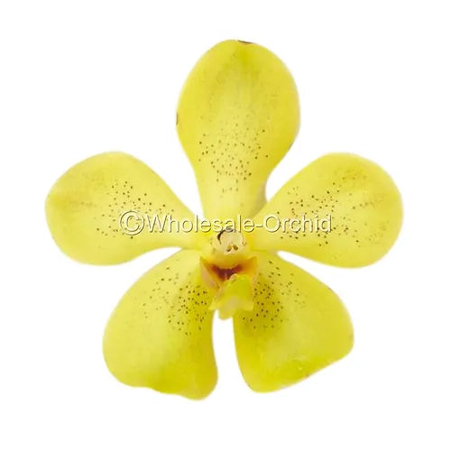 Prebook BULK - Yellow Mokara Orchid Fresh Cut Flowers (NO VASE)