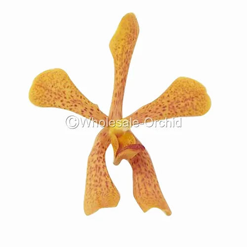 Prebook BULK - Yellow Punnee Tiger Orchid Fresh Cut Flowers (NO VASE)