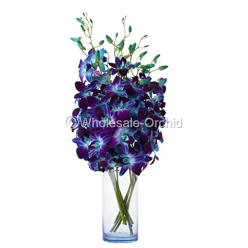 Prebook BULK - BLUE DYED-Sonia Bombay Dendrobium Orchid Fresh Cut Flowers (NO VASE)