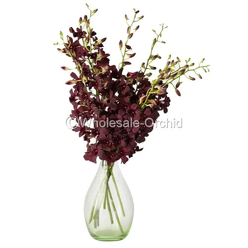 Prebook BULK - Dendrobium Black & Plum Eggplant Orchid Fresh Cut Flowers (NO VASE)