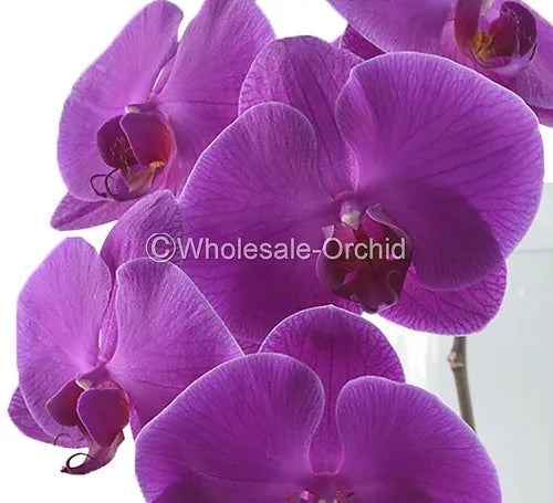 Prebook BULK - Purple Phalaenopsis Orchid Fresh Cut Flowers
