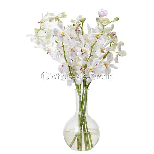 Prebook BULK - White Mokara Orchid Fresh Cut Flowers (NO VASE)