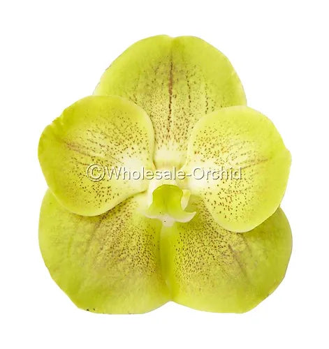 Prebook BULK - Yellow Vanda Orchid Fresh Cut Flowers