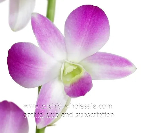 Prebook BULK - Light Pink Sakura Hawaiian Anna Lisa Dendrobium Orchid Fresh Cut Flowers (NO VASE)