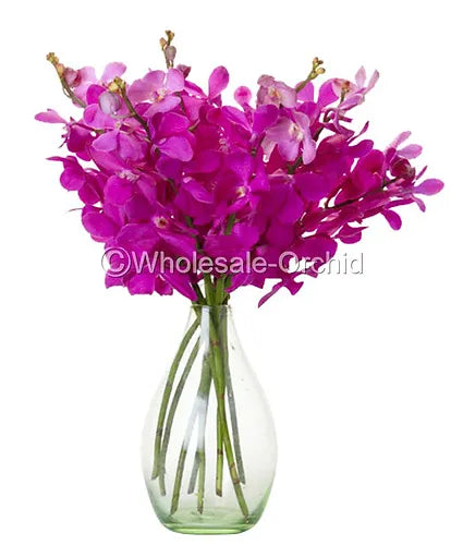 Prebook BULK - Hot Pink Mokara Orchid Fresh Cut Flowers (NO VASE)