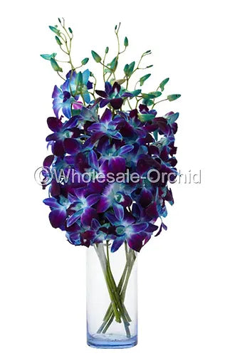 PREBOOK BULK - Dendrobium BLUE Sonia Bombay Orchid Fresh Cut Flowers (NO VASE)