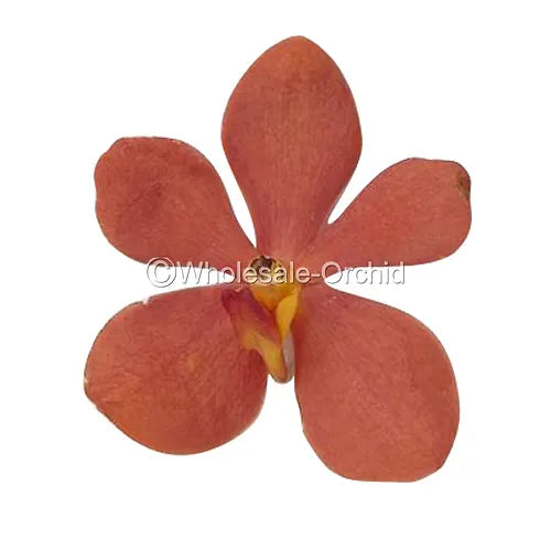 Prebook  BULK - Orange Sun Kiss Mida Mokara Orchid Fresh Cut Flowers