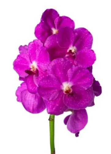 Prebook BULK - Pink Vanda Orchid Fresh Cut Flowers