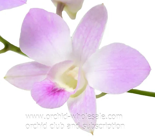 Prebook BULK - Blush Pink Misteen Miss Teen Dendrobium Orchid Fresh Cut Flowers (NO VASE)