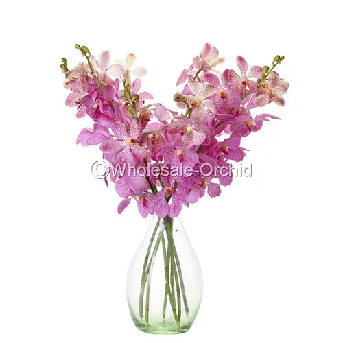 Prebook BULK - Light Pink Mokara Orchid Fresh Cut Flowers (NO VASE)