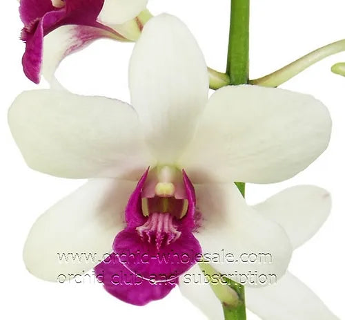 Prebook BULK - White Two Tone Dendrobium White Two Tone Orchid Fresh Cut Flowers (NO VASE)