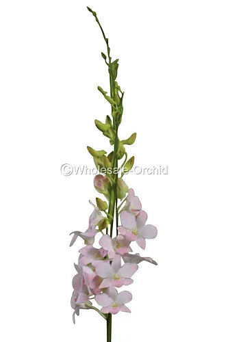 Prebook BULK Peach Neva Marco Polo Dendrobium Orchid Fresh Cut Flowers (NO VASE)