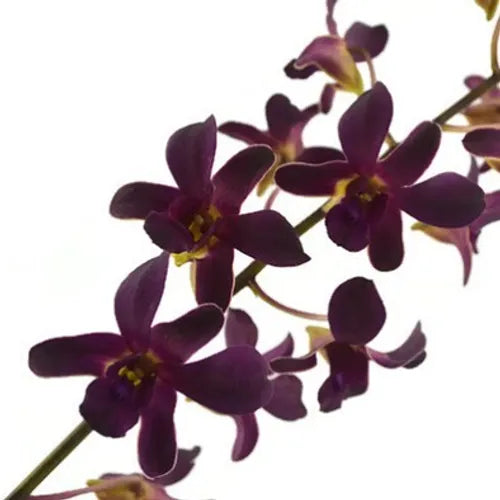 Prebook BULK - Dendrobium Black & Plum Eggplant Orchid Fresh Cut Flowers (NO VASE)