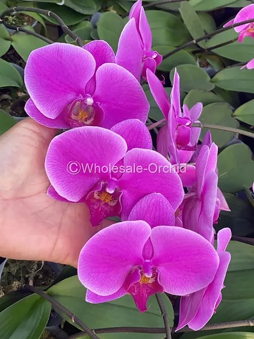Prebook BULK - HOT Pink Phalaenopsis Orchid Fresh Cut Flowers