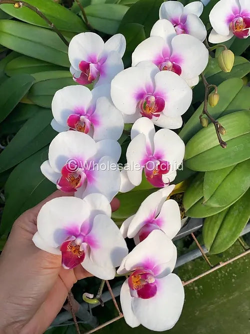 Prebook Bulk - White Red Lips Phalaenopsis Orchid Fresh Cut Flowers