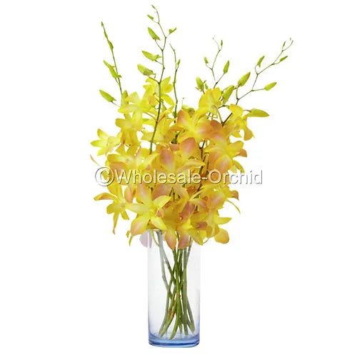 Prebook BULK - YELLOW DYED-Misteen Miss Teen Dendrobium Orchid Fresh Cut Flowers (NO VASE)