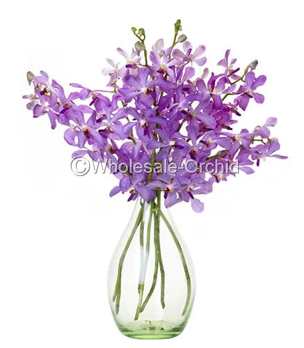 Prebook BULK - Lavender BLUE HUE Mokara Orchid Fresh Cut Flowers (NO VASE)