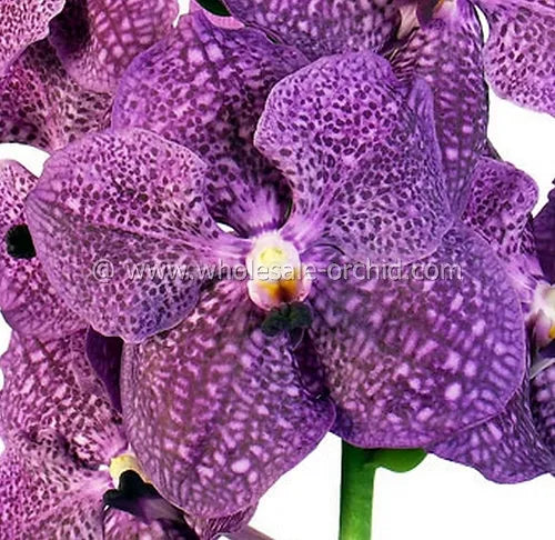 Prebook BULK - Assort Vanda Orchid Fresh Cut Flowers