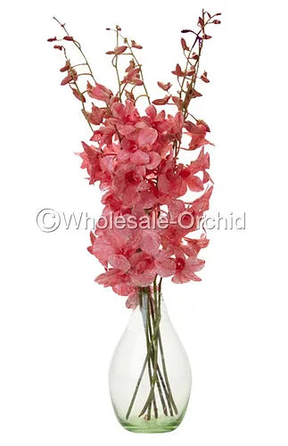 Prebook BULK - LIGHT RED White-DYED Dendrobium Orchid Fresh Cut Flowers (NO VASE)