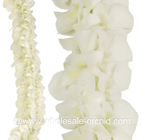White Orchid DOUBLE Strand Flower String Dendrobium Fresh Cut Flowers