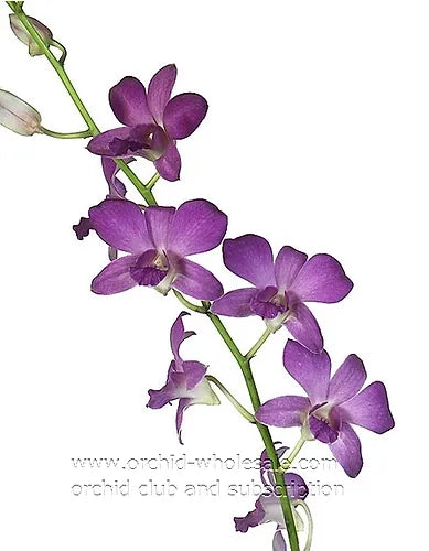 Prebook BULK - Viola Ice Blue Ocean Lavender Dendrobim Orchid Fresh Cut Flowers (NO VASE)