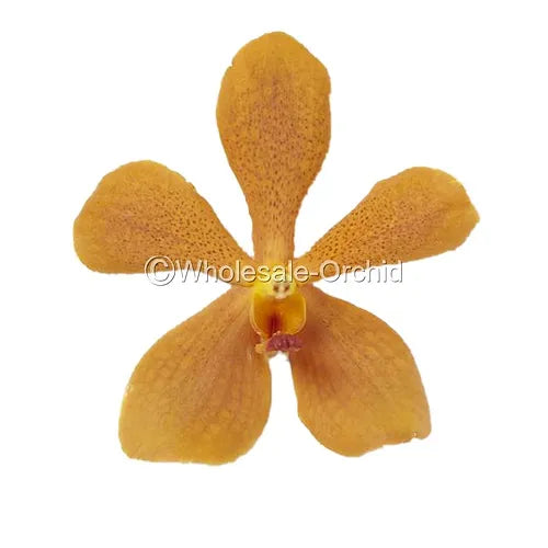 Prebook BULK - Orange Mokara Orchid Fresh Cut Flowers (NO VASE)