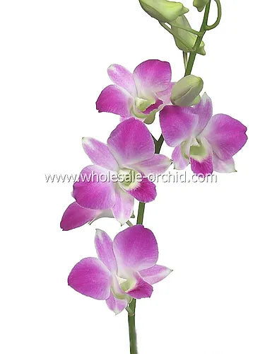 Prebook BULK - Light Pink Sakura Hawaiian Anna Lisa Dendrobium Orchid Fresh Cut Flowers (NO VASE)