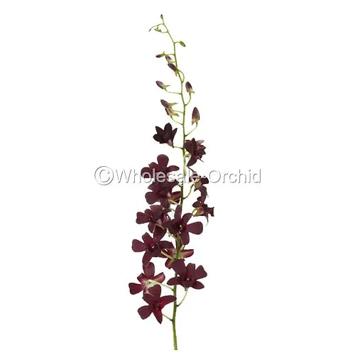 Prebook BULK - Dendrobium Black & Plum Eggplant Orchid Fresh Cut Flowers (NO VASE)