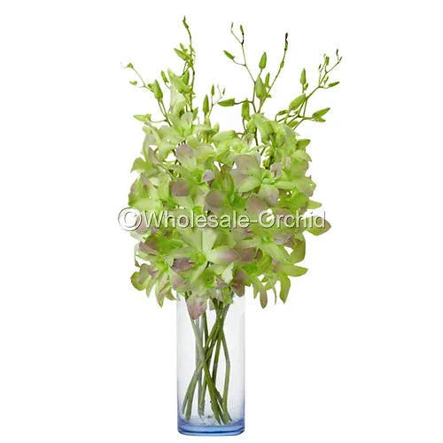 Prebook BULK - Light Green DYED-Misteen Miss Teen Dendrobium Orchid Fresh Cut Flowers (NO VASE)